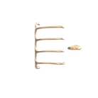 P&Bhusri S8-M-BBZ-XA Tuscany Glimmer Towel Warmer in PVD Brushed Bronze
