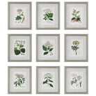 The Uttermost - Antique Framed Prints, S/9 - 41466 | The Rug District