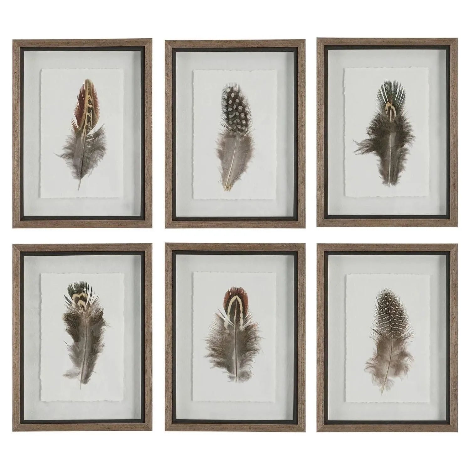 The Uttermost - Birds Of A Feather Framed Prints, S/6 - 41460 | The Rug District